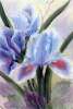 gallery/gal/Florals/_thb_Blooming_Iris_.jpg