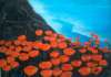 gallery/gal/Giclee_Reproductions/_thb_Big-Sur_Poppies.jpg